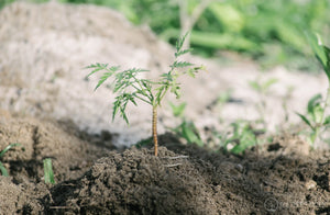 Projekt 2020 - Investition in die Umwelt
